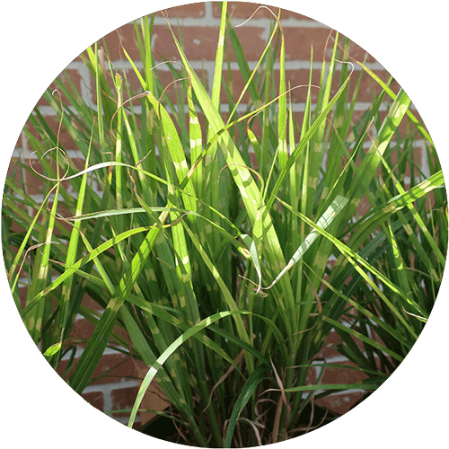 Green Porcupine Grass with stripes.